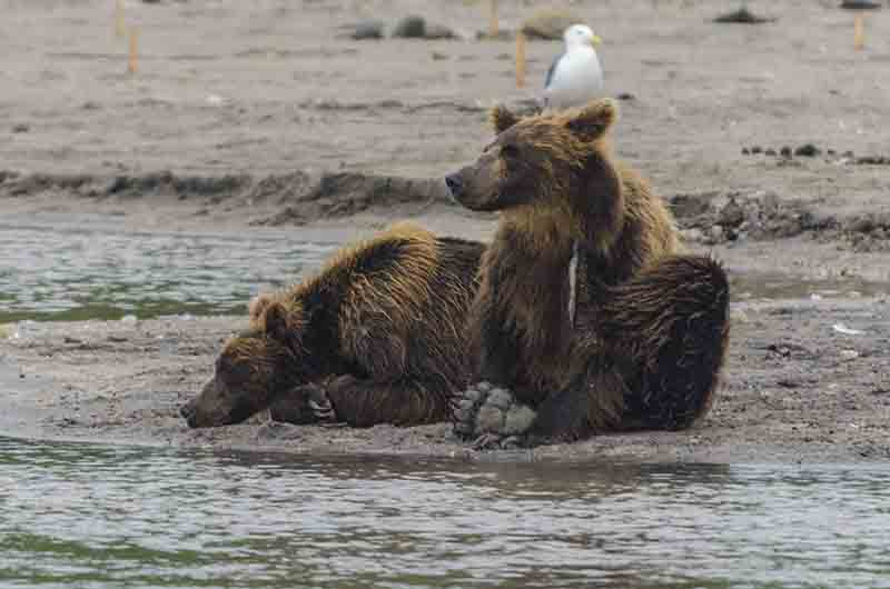 13 - Osa y familia - Kamchatka - Rusia